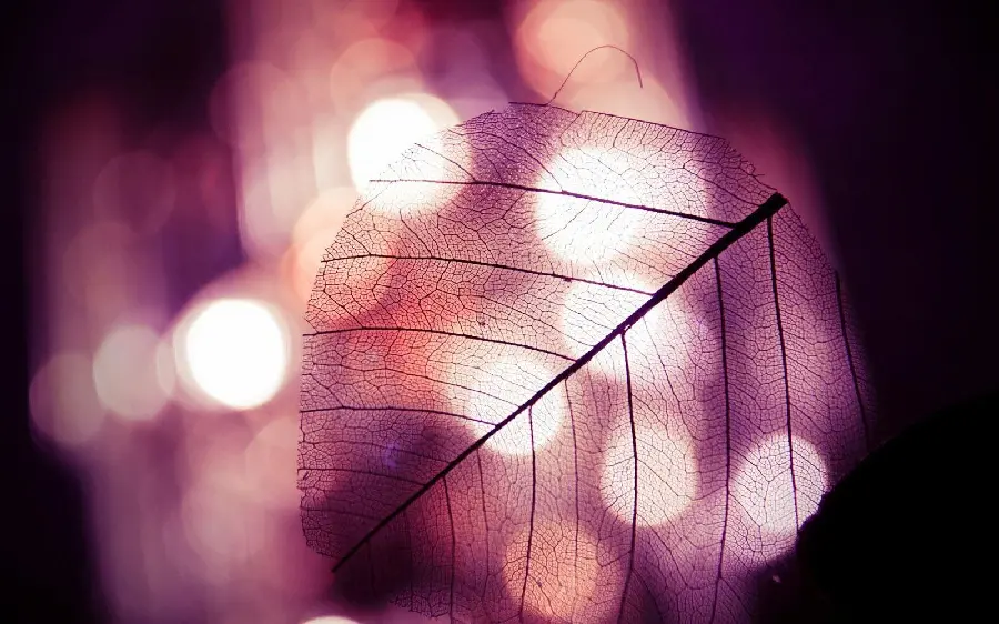 Dead leaf photo with pink matte background with high quality