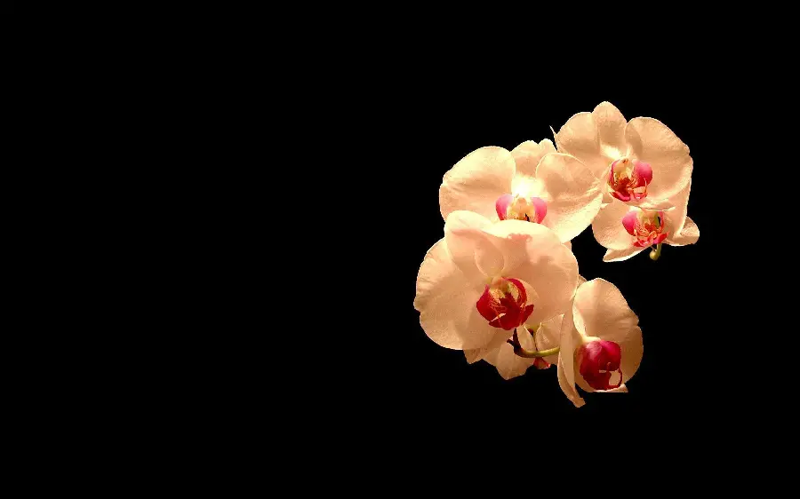 High quality attractive and popular Phalaenopsis orchid flower stock photo