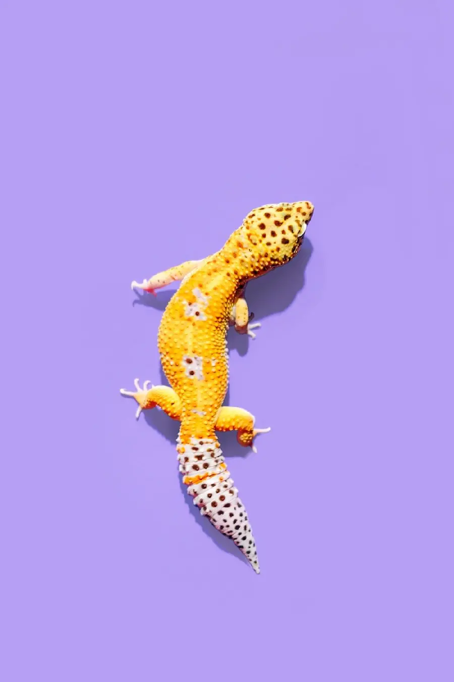 Photo of a leopard gecko with yellow and black spots