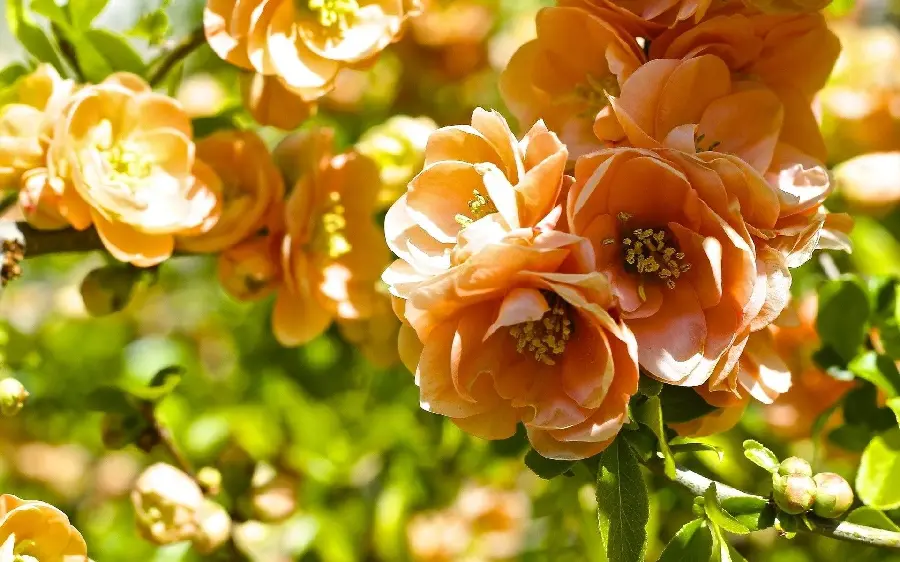 Fruit tree background with beautiful orange blossoms