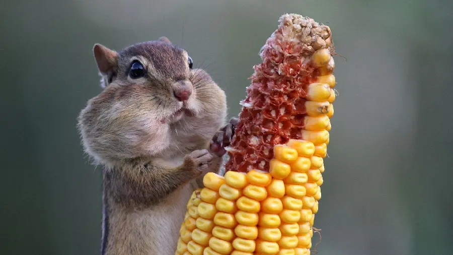 Wallpaper of a chubby squirrel eating sweet ears