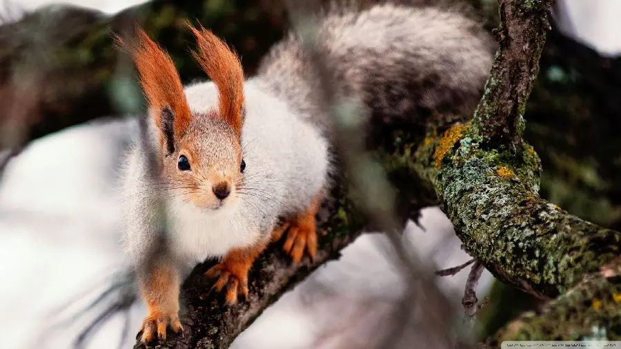Stock photo of a free red squirrel among snowy trees