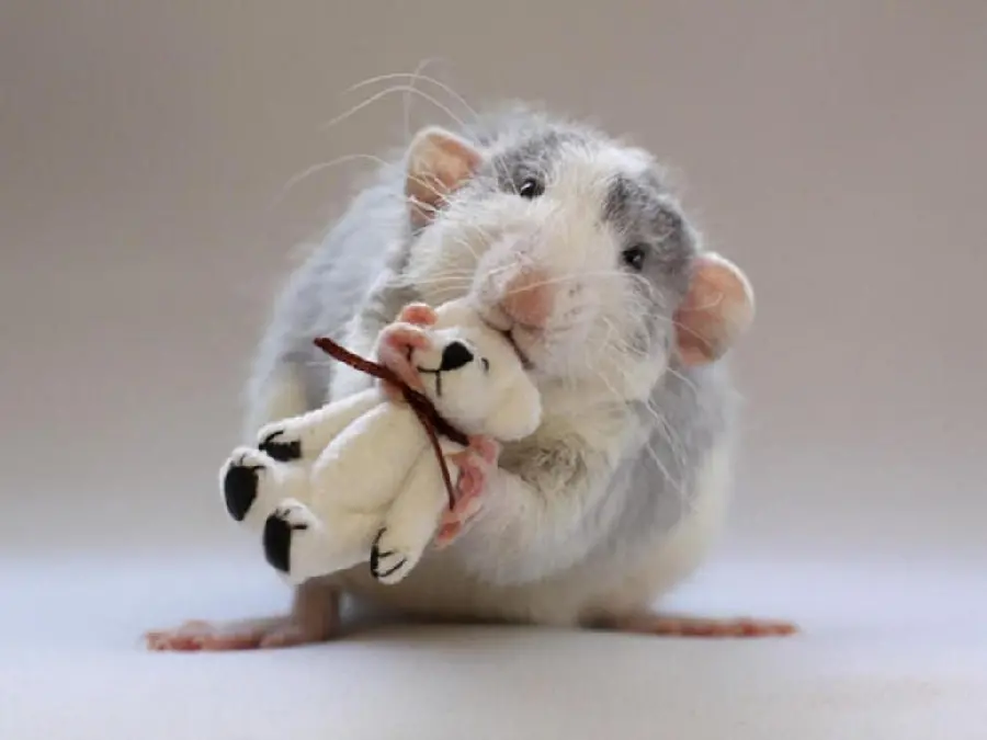 The cutest mouse and gray hamster playing with a doll