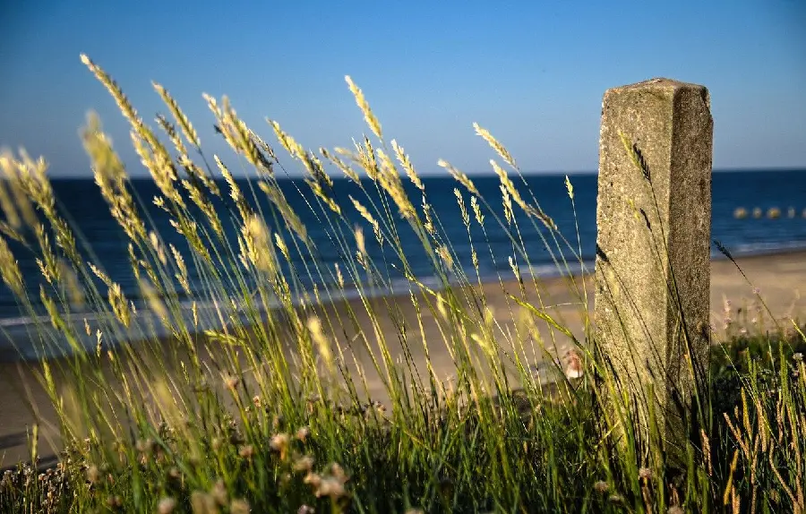 The most attractive beach grass photos in full HD quality