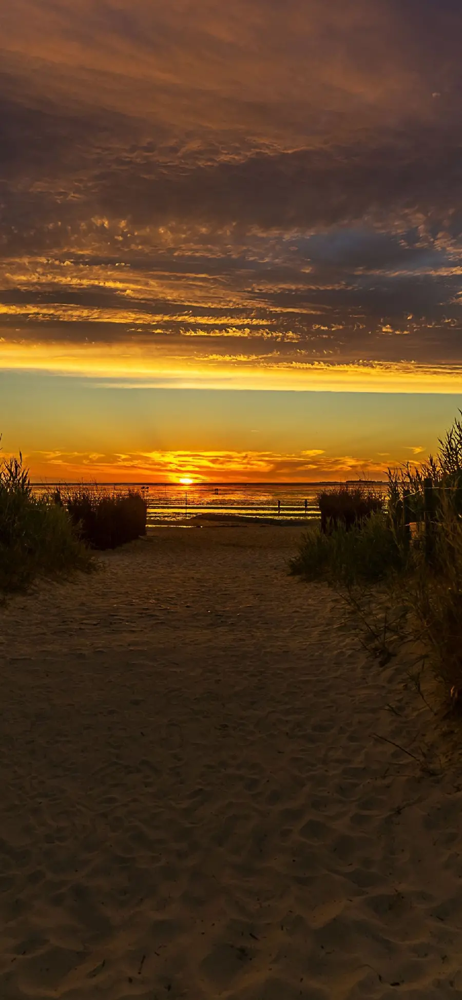 A memorable photo of beach grass at sunset