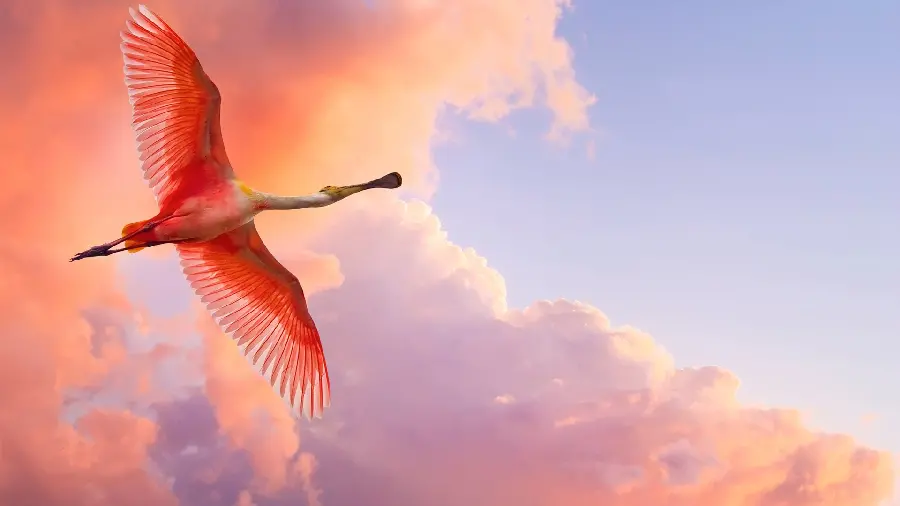 A quality and dreamy image of a bird in the pink sky for printing on the cover of the notebook