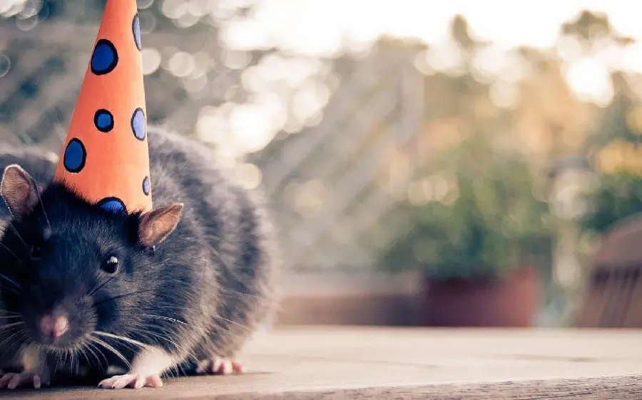 Download photo of a furry black mouse with a birthday hat for your profile 