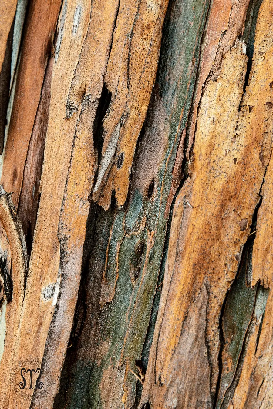 Download stock photo and high-quality new pattern of tree bark
