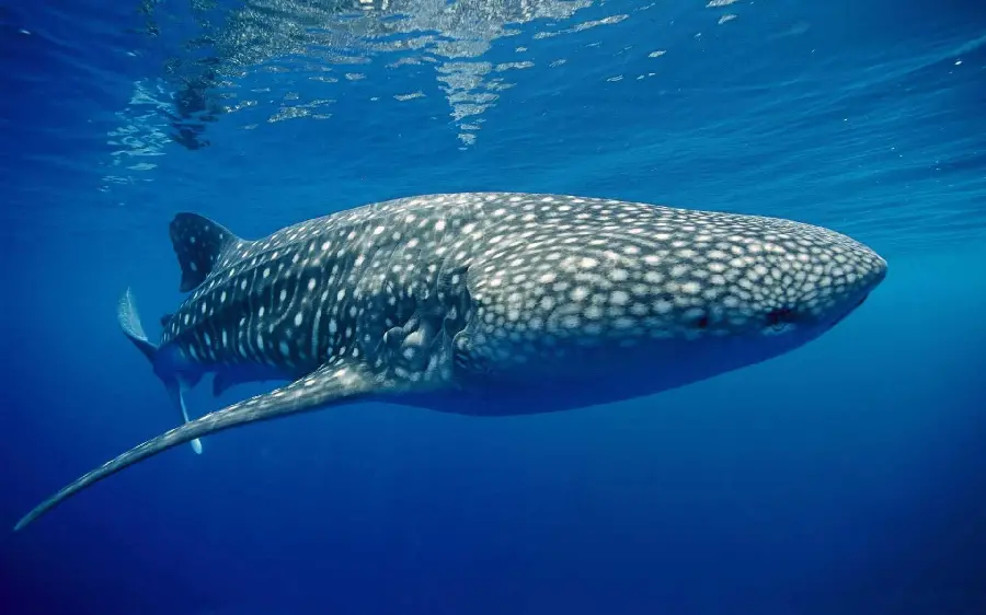 Real and free photo of the longest marine animal called the whale shark or whale whale 