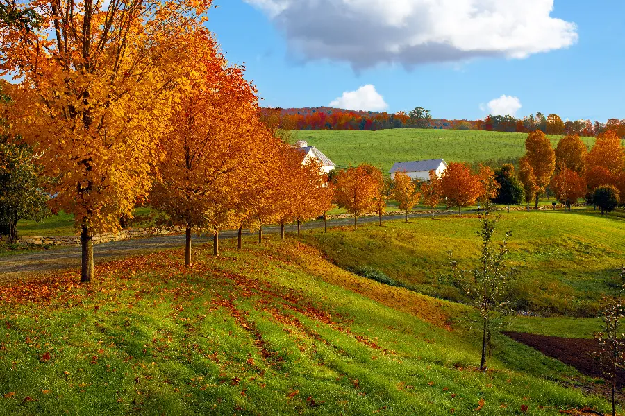 Autumn nature profile picture with cool and pleasant weather