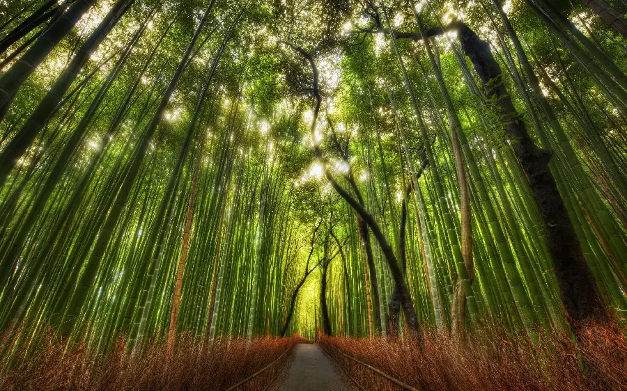 High-quality and attractive forest image of tall, lush trees 