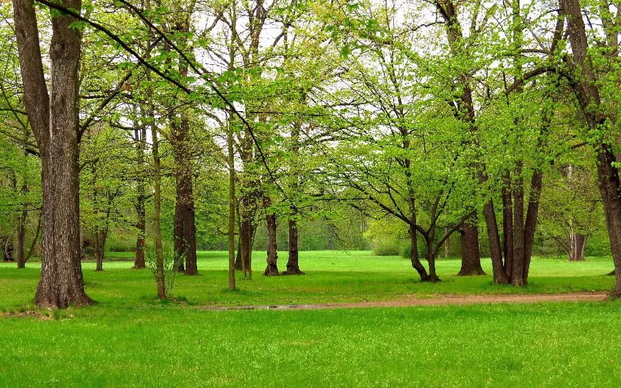 Download a photo of a green and spring natural landscape with cool weather