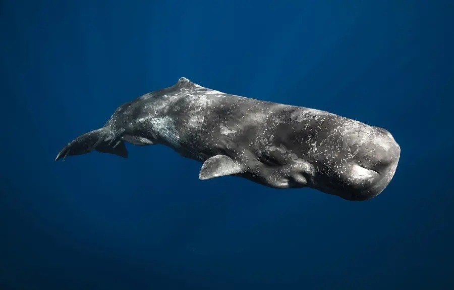Photo of a large toothed sperm whale, the largest living marine creatures