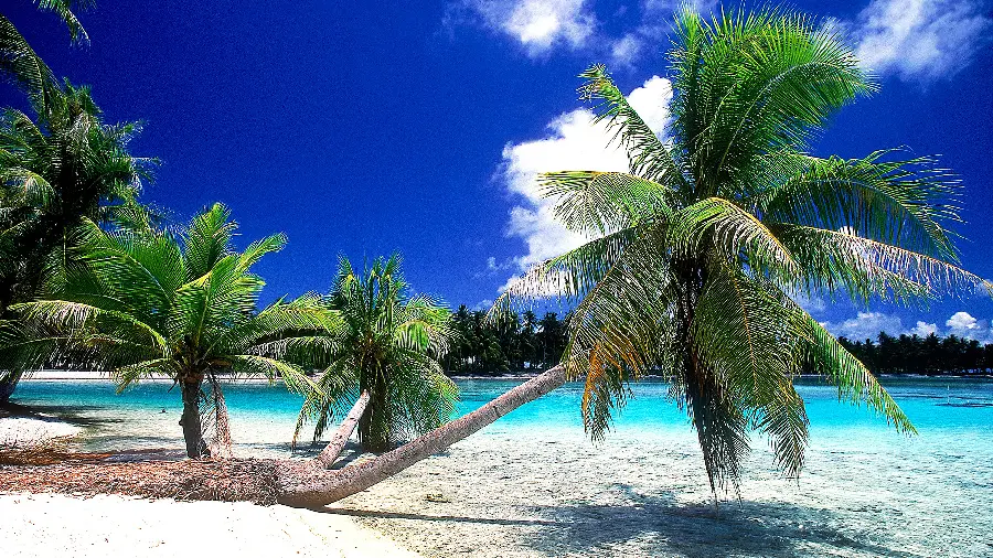 Image of nature and a view of a sandy beach with palm trees 