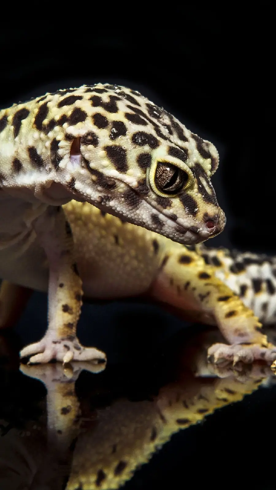 Wallpaper of a leopard gecko, a species of lizard, for your phone background