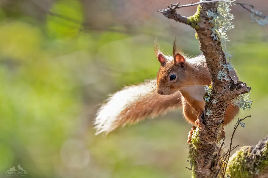 Red squirrel wallpaper for computer and laptop