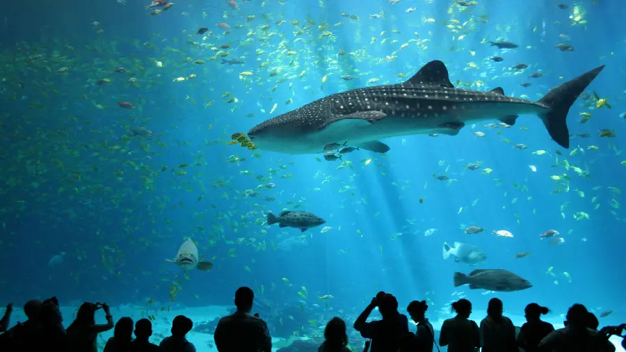 Photo of a whale shark or whale shark in the large aquarium in Germany 