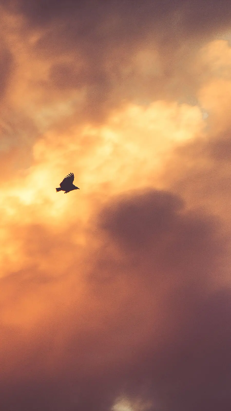 Beautiful image to create a sad photo caption with a bird design at sunset 