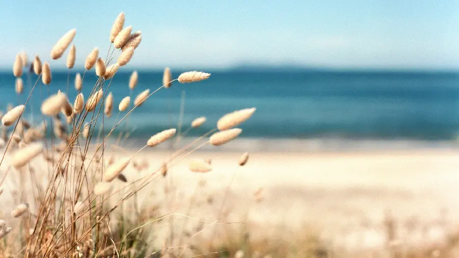 Beach grass profile picture for lovers of seascapes