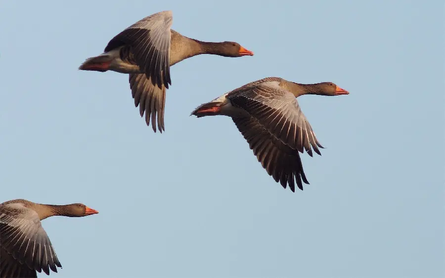 Stock photo of wild geese flying majestically at the top