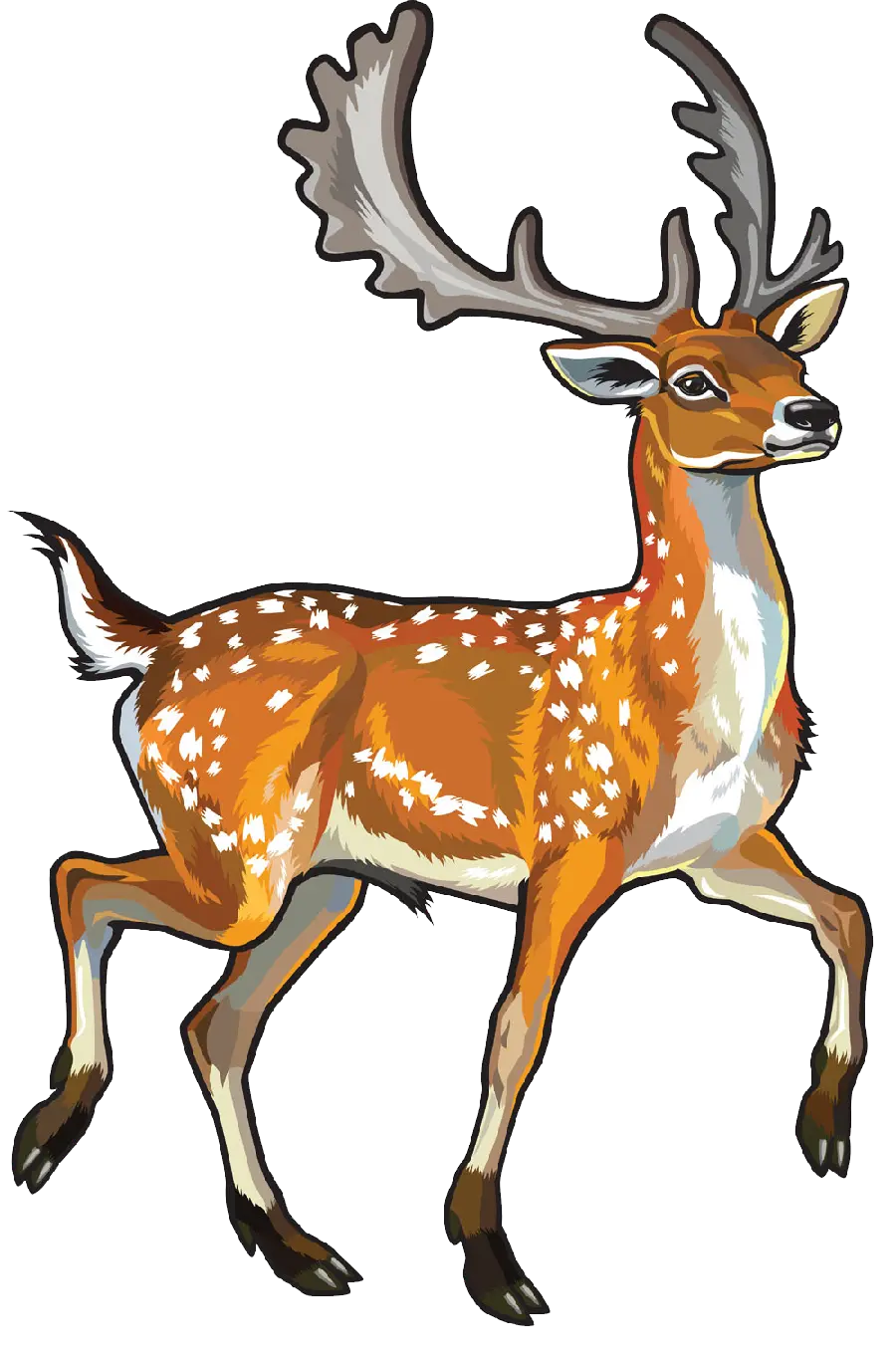 Download real and wild deer PNG image cut out and without background