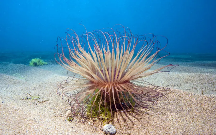 The most up-to-date background for the monitor of a beautiful sea anemone