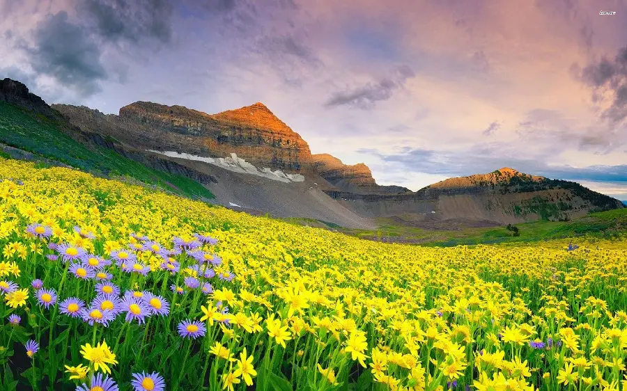 Wallpaper with a flowery plain design for making dreamy clips