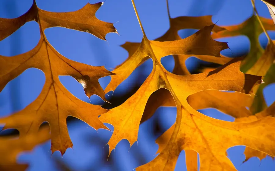 A very beautiful photo of a dried autumn leaf with 4k quality 