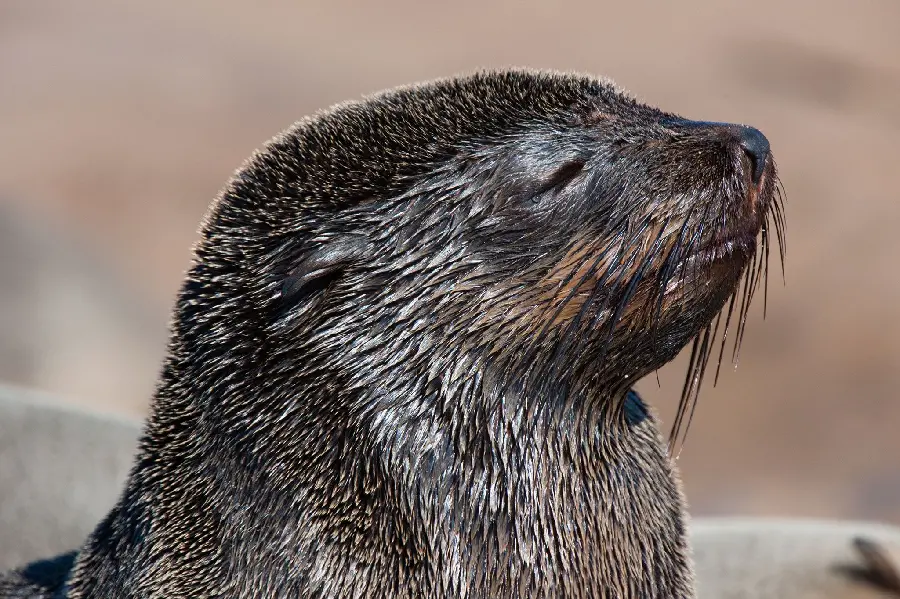Wallpaper of beautiful Caspian fin-footed and semi-aquatic seals