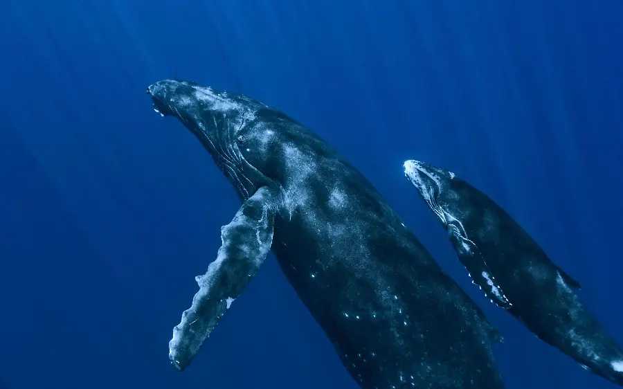 Black sperm whale photo in the Arctic sea depths habitat