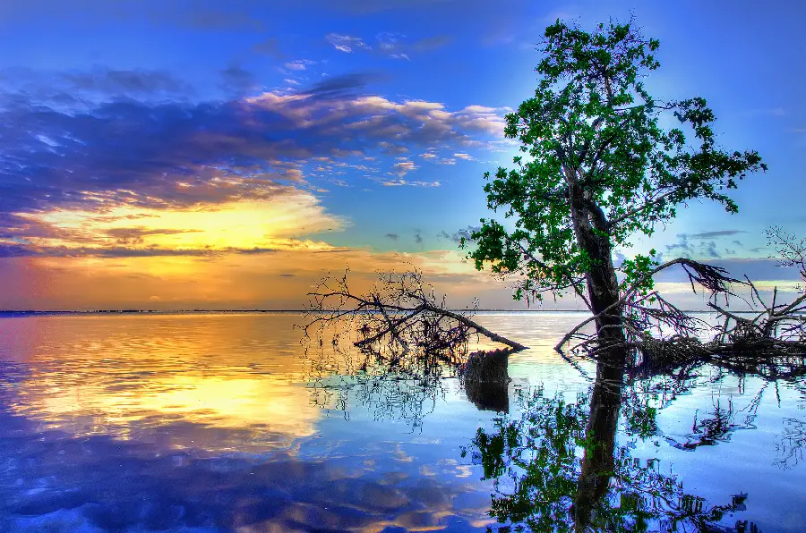 The most beautiful background of a tree by the seashore with a sunrise sky 