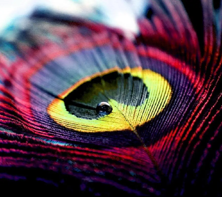 Colorful background of the peacock, the most beautiful bird in the world, close-up