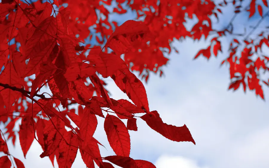 Beautiful and colorful autumn wallpaper with a special and lovely atmosphere 