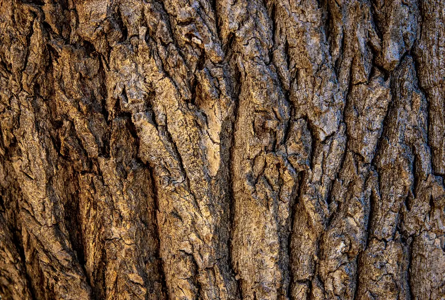 The most attractive design on the bark and trunk of a tree, free and forky 4K 