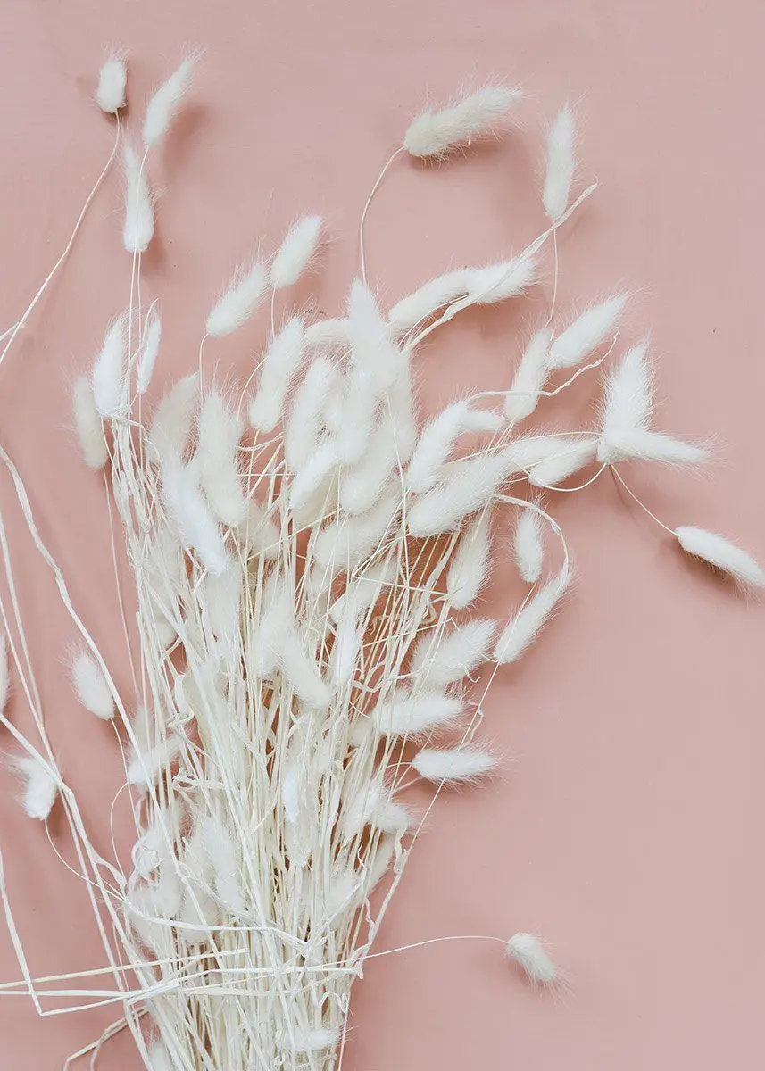 Pampas plant wallpaper on a pink background for Instagram stories