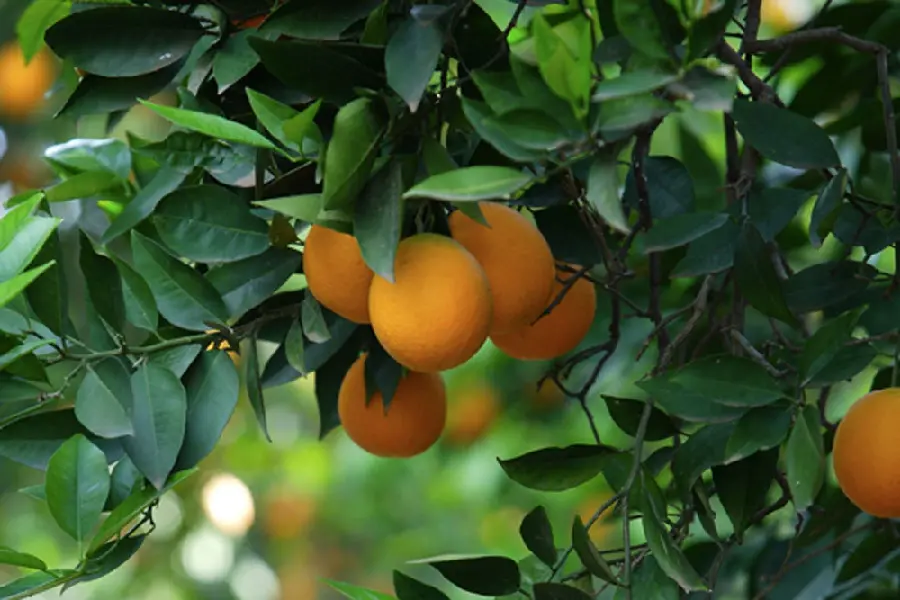 Tangerine