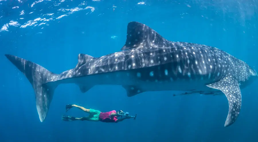 Real and high-quality photo of the whale shark for the PowerPoint cover