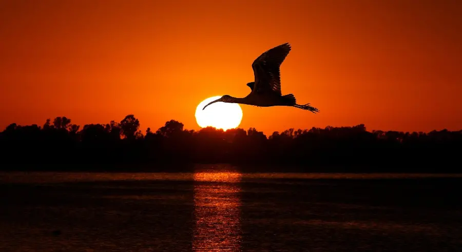 High quality wallpaper of a stork flying in a beautiful sunset 
