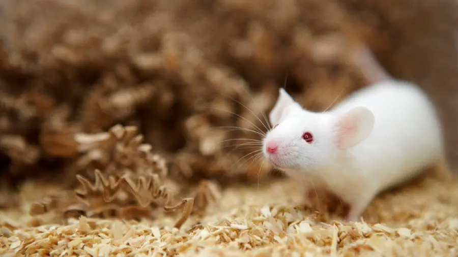 Free and high-quality download of cute and funny white laboratory mouse 