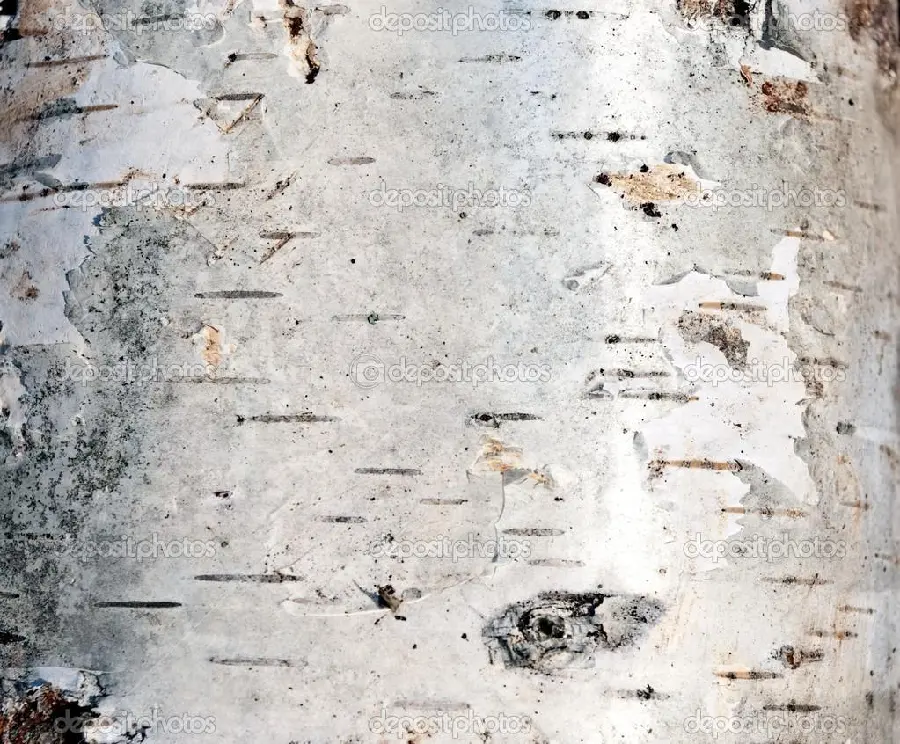 Photo of the pattern and texture and real 3D texture of the bark of a white tree trunk 
