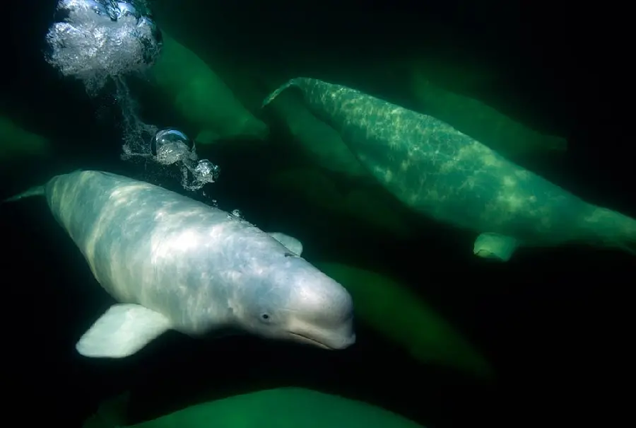 Cool and stunning wallpaper of a group of giant sea mammals called beluga whales