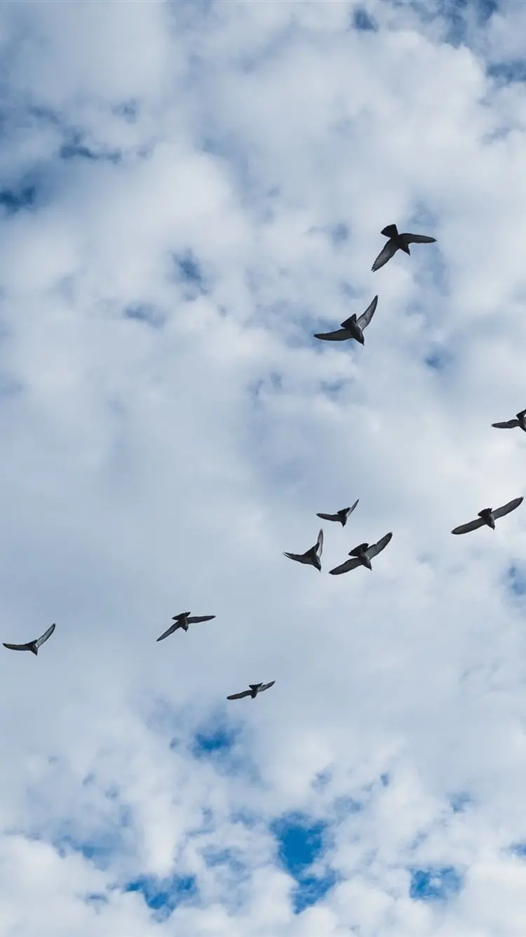 Cool and stunning background of wild birds 