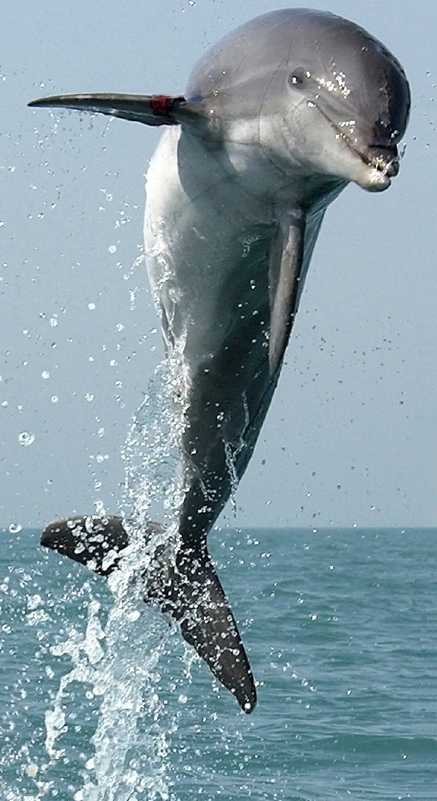 HD Dolphin Long Jump Wallpaper for Phone Screen