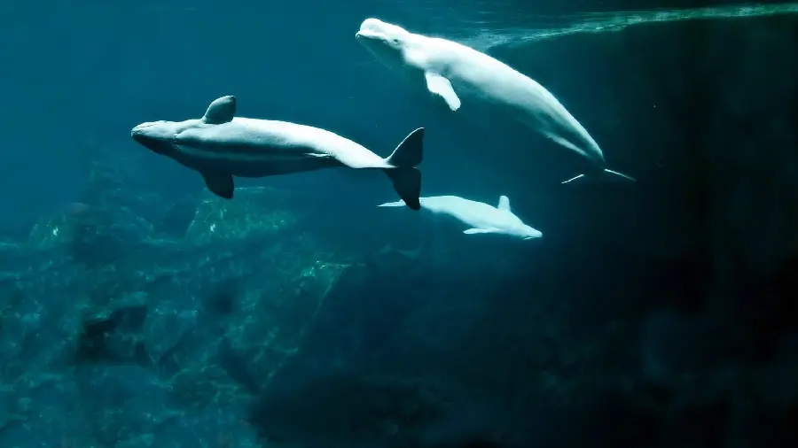 Magnificent image of a group of social Beluga whales swimming