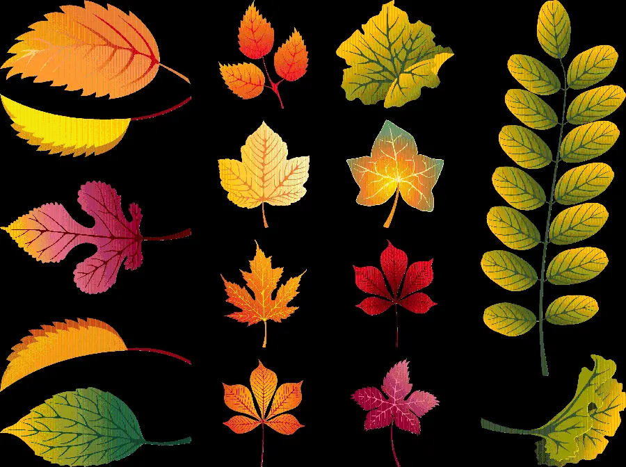 Download PNG image, different types of autumn leaf design