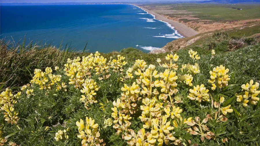 Wallpaper of beach grass landscape with special yellow flowers