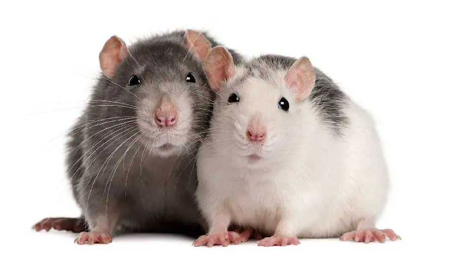 The coolest stock photo of two cute and funny white and gray mice 
