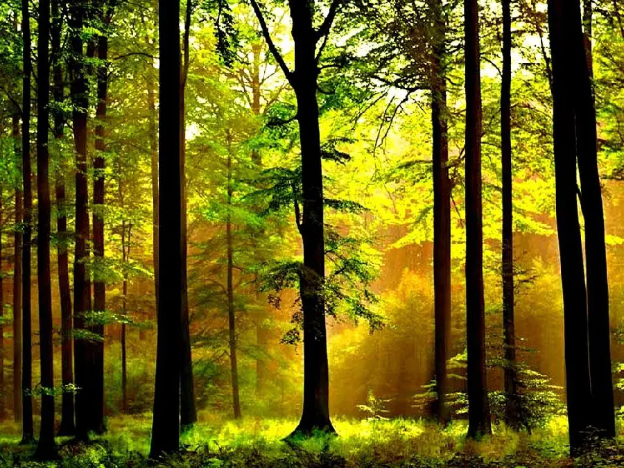 Wallpaper for monitors and laptops with the popular tree trunk design