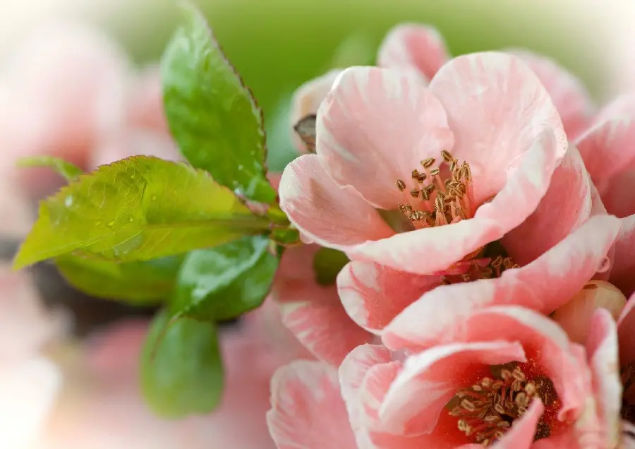 Stock photo of pink fruit tree blossoms in spring