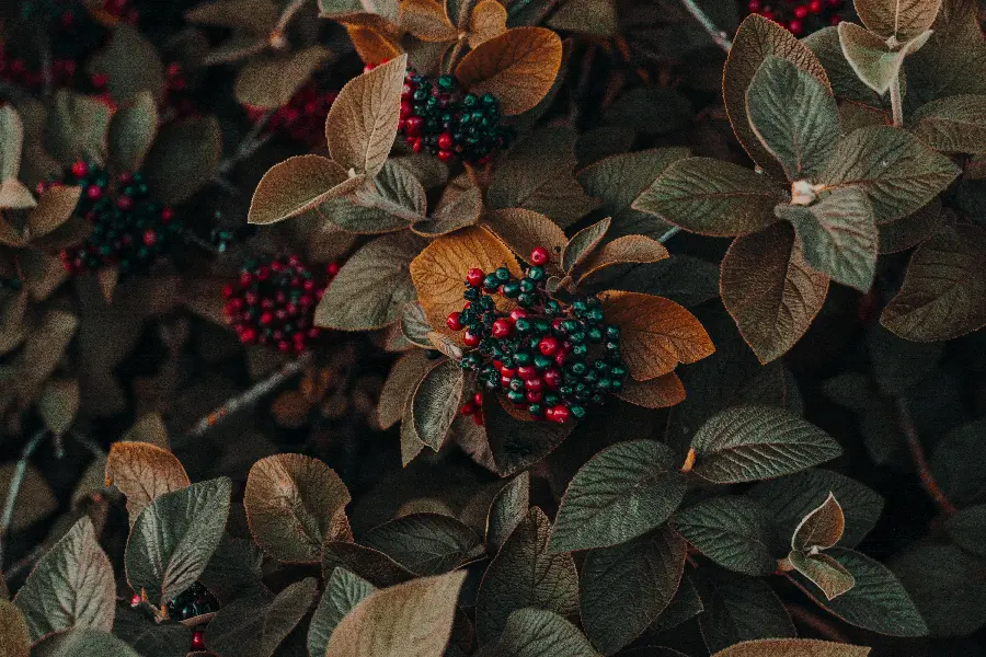 Very high quality and clear image of a forest fruit landscape